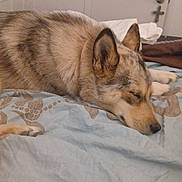 Frieya joined the competition — help win amazing prizes! dog, sleeping, bed, blanket, indoors, resting, canine, fur, ears, snout, domestic_animal, home, comfort, relaxation, animal, pet, quiet, peaceful, sleep, cozy