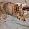 dog, sleeping, bed, blanket, indoors, resting, canine, fur, ears, snout, domestic_animal, home, comfort, relaxation, animal, pet, quiet, peaceful, sleep, cozy