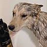 Frieya joined the competition — help win amazing prizes! animal, bathroom, bathtub, bottle, canine, cleaning, closeup, curious, dog, ears, fur, grooming, head, indoor, moisture, pet, shampoo, snout, water, wet