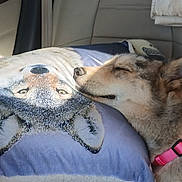 Frieya joined the competition — help win amazing prizes! animal, car_interior, closeup, collar, comfort, cozy, cute, dog, expression, fur, muzzle, nose, pet, pillow, relaxed, resting, seat, sleeping, texture, wolf_image