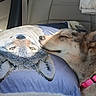 animal, car_interior, closeup, collar, comfort, cozy, cute, dog, expression, fur, muzzle, nose, pet, pillow, relaxed, resting, seat, sleeping, texture, wolf_image