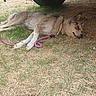 Frieya is registered to the contest to win money with this photo: animal, brown_fur, canine, collar, dog, domestic_animal, grass, grass_patch, leash, lying_down, nature, outdoor, pet, quiet, relaxed, resting, shade, summer, tire, vehicle