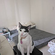 Trinity Hahalua is registered to the contest to win money with this photo: cat, tuxedo_cat, pet, animal, sitting, indoors, living_room, ottoman, collar, pet_tag, white_fur, black_fur, green_eyes, alert, portrait, furniture, sofa, blanket, home, floor