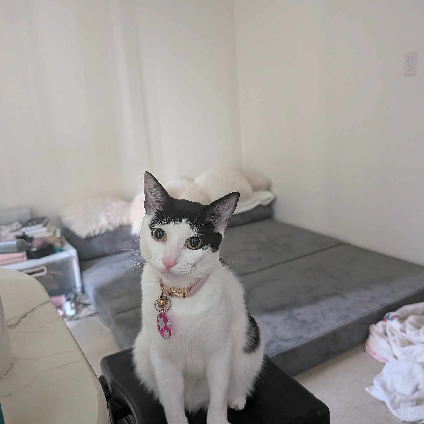 Trinity Hahalua is registered to the contest to win money with this photo: cat, tuxedo_cat, pet, animal, sitting, indoors, living_room, ottoman, collar, pet_tag, white_fur, black_fur, green_eyes, alert, portrait, furniture, sofa, blanket, home, floor