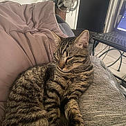 Malcolm participe au concours pour gagner de l'argent avec cette photo : blanket, cat, comfort, cozy, cute, domestic, feline, fur, home, indoor, laptop, nap, pet, quilt, relaxation, resting, sleeping, striped, tabby, table