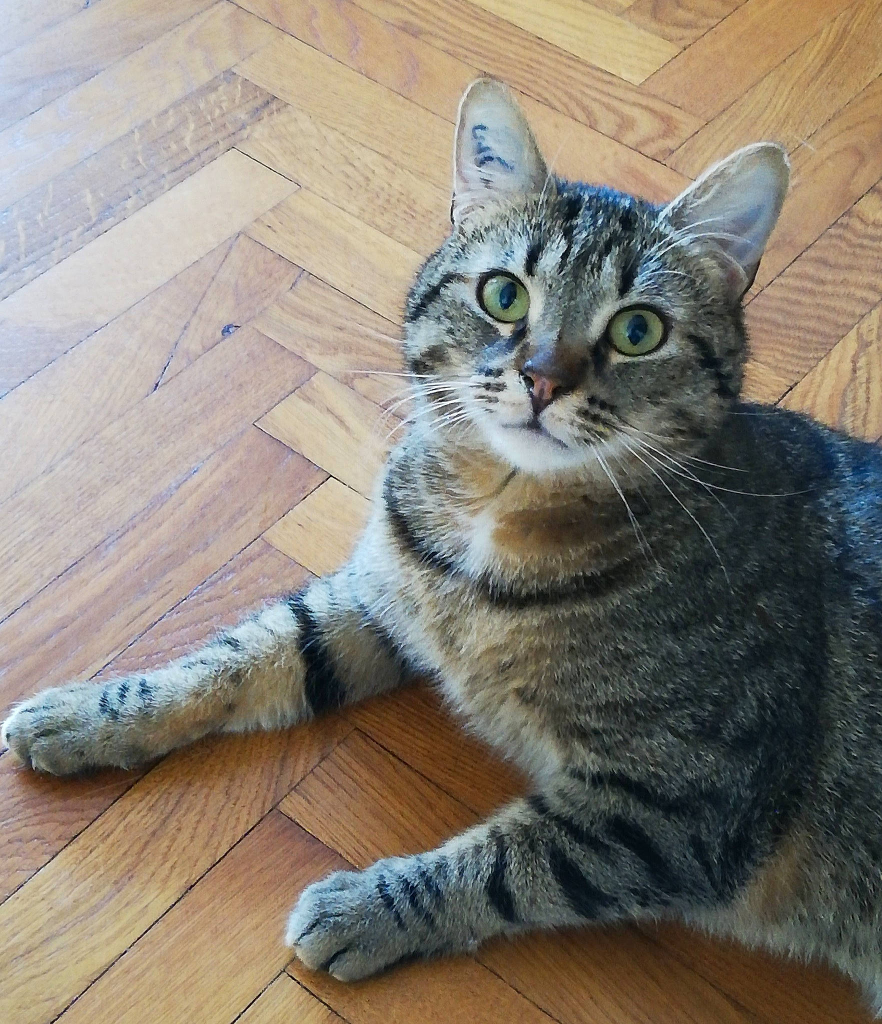 Lilo a rejoint le concours — aidez-le/la à gagner de superbes lots ! aegean_cat, american_shorthair, american_wirehair, asian, california_spangled, carnivore, cat, domestic_short_haired_cat, dragon_li, egyptian_mau, european_shorthair, eye, felidae, kitten, mammal, pixie_bob, small_to_medium_sized_cats, tabby_cat, whiskers, wild_cat