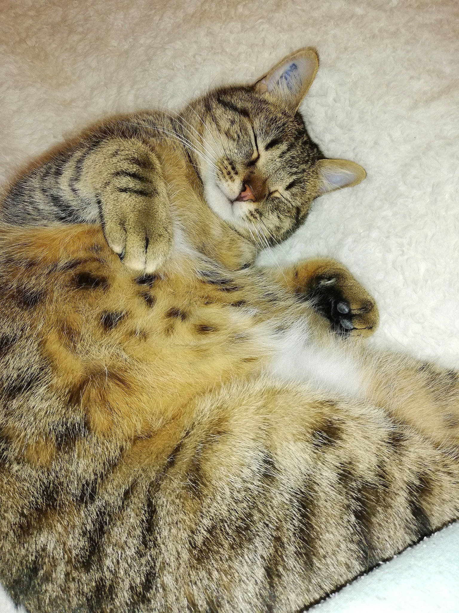 Lilo a rejoint le concours — aidez-le/la à gagner de superbes lots ! american_shorthair, asian, california_spangled, carnivore, cat, domestic_short_haired_cat, dragon_li, egyptian_mau, european_shorthair, felidae, fur, kitten, mammal, pixie_bob, rusty_spotted_cat, small_to_medium_sized_cats, tabby_cat, vertebrate, whiskers, wild_cat