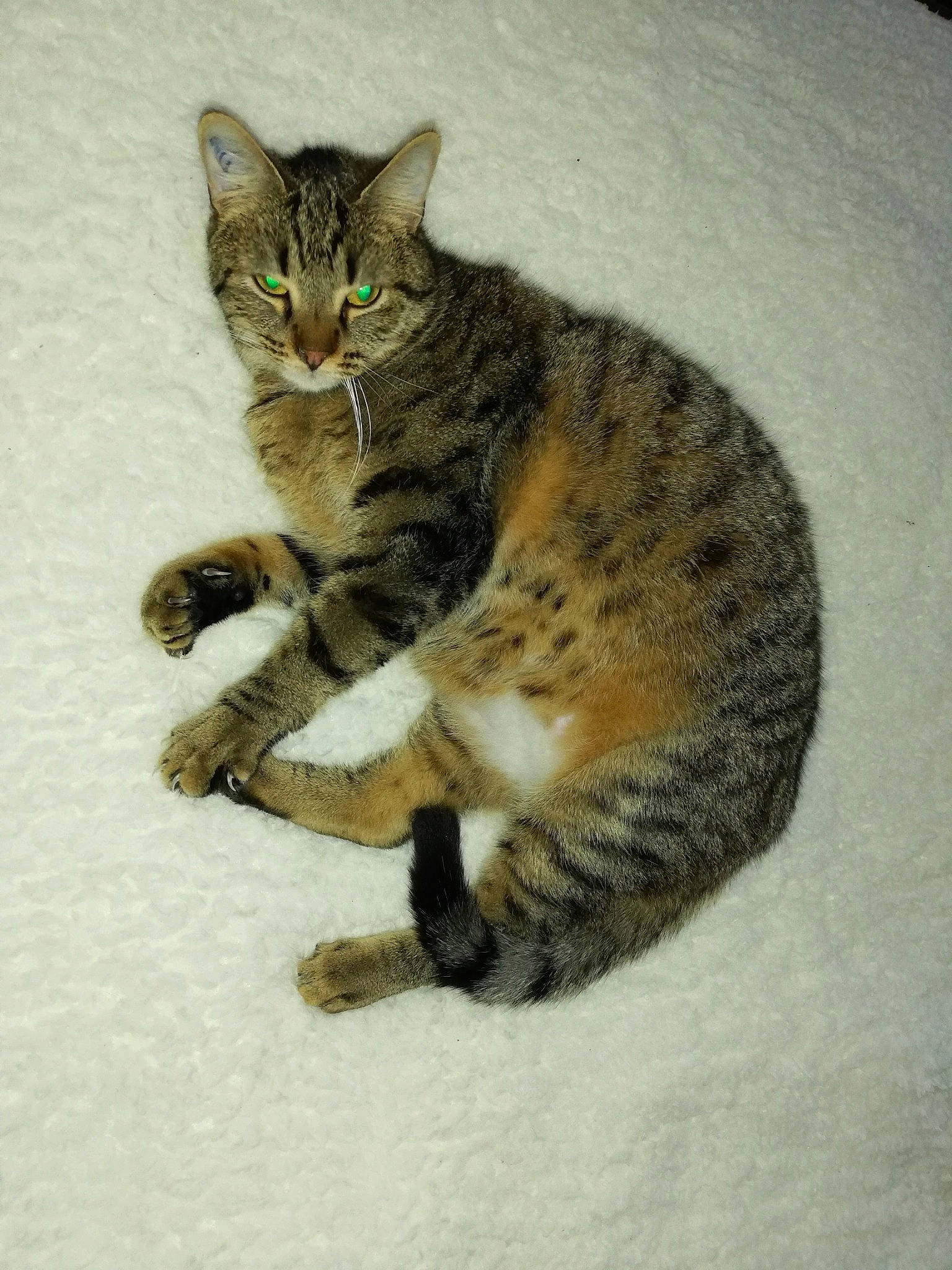 Lilo participe au concours pour gagner de l'argent avec cette photo : american_shorthair, american_wirehair, asian, california_spangled, carnivore, cat, domestic_short_haired_cat, dragon_li, european_shorthair, felidae, fur, kitten, mammal, ocicat, rusty_spotted_cat, small_to_medium_sized_cats, tabby_cat, toyger, whiskers, wild_cat