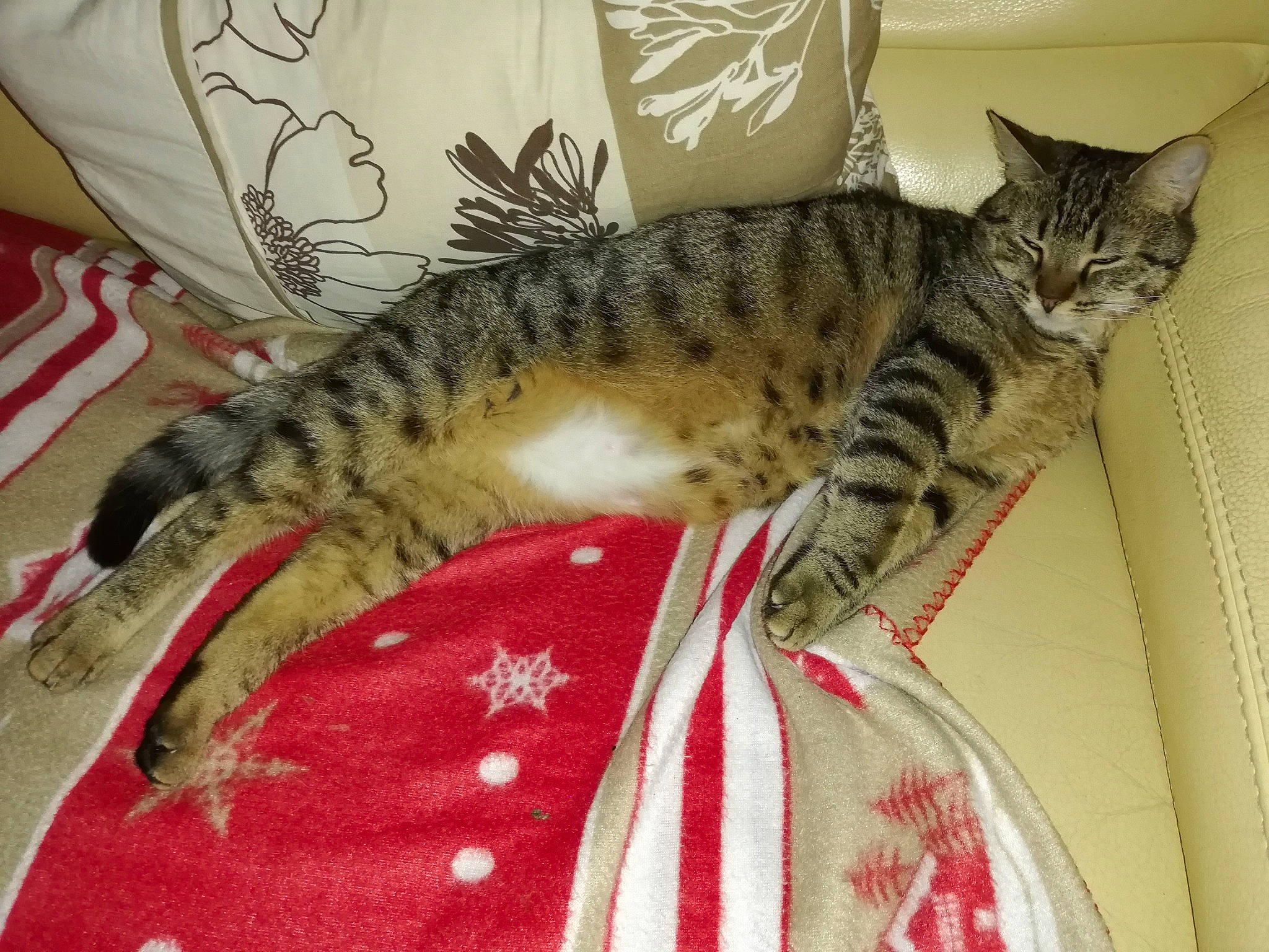 Lilo a rejoint le concours — aidez-le/la à gagner de superbes lots ! american_shorthair, asian, bengal, california_spangled, carnivore, cat, domestic_short_haired_cat, dragon_li, egyptian_mau, european_shorthair, felidae, kitten, mammal, ocicat, small_to_medium_sized_cats, sokoke, tabby_cat, toyger, vertebrate, whiskers