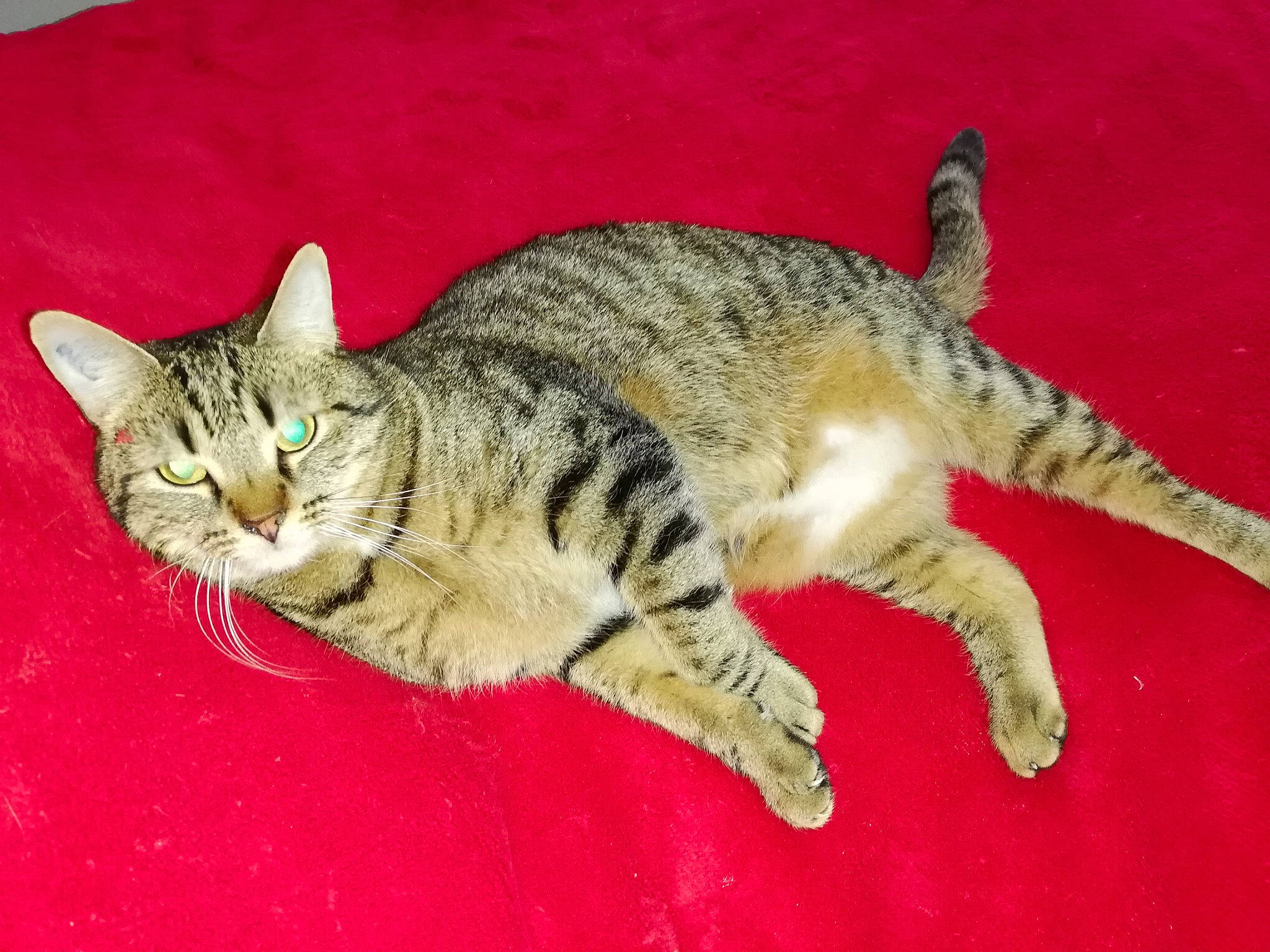 Lilo participe au concours pour gagner de l'argent avec cette photo : arabian_mau, asian, australian_mist, california_spangled, carnivore, cat, chausie, domestic_short_haired_cat, dragon_li, egyptian_mau, european_shorthair, felidae, mammal, ocicat, pixie_bob, small_to_medium_sized_cats, tabby_cat, vertebrate, whiskers, wild_cat