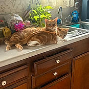 Mamas joined the competition — help win amazing prizes! cat, cats, ginger_cat, orange_tabby, pet, animal, feline, countertop, kitchen, sink, dishwasher, houseplant, window, curtains, indoor, domestic, lying_down, relaxed, portrait, home