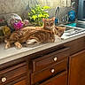 cat, cats, ginger_cat, orange_tabby, pet, animal, feline, countertop, kitchen, sink, dishwasher, houseplant, window, curtains, indoor, domestic, lying_down, relaxed, portrait, home