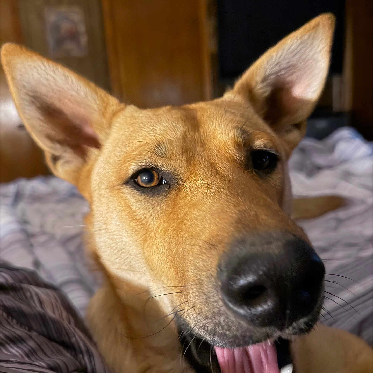 Roscoe joined the competition — help win amazing prizes! dog, close_up, tan_fur, large_ears, pointed_ears, black_nose, open_mouth, tongue, teeth, happy, playful, funny, portrait, pet, animal, blanket, indoors, bed, brown_fur, photography