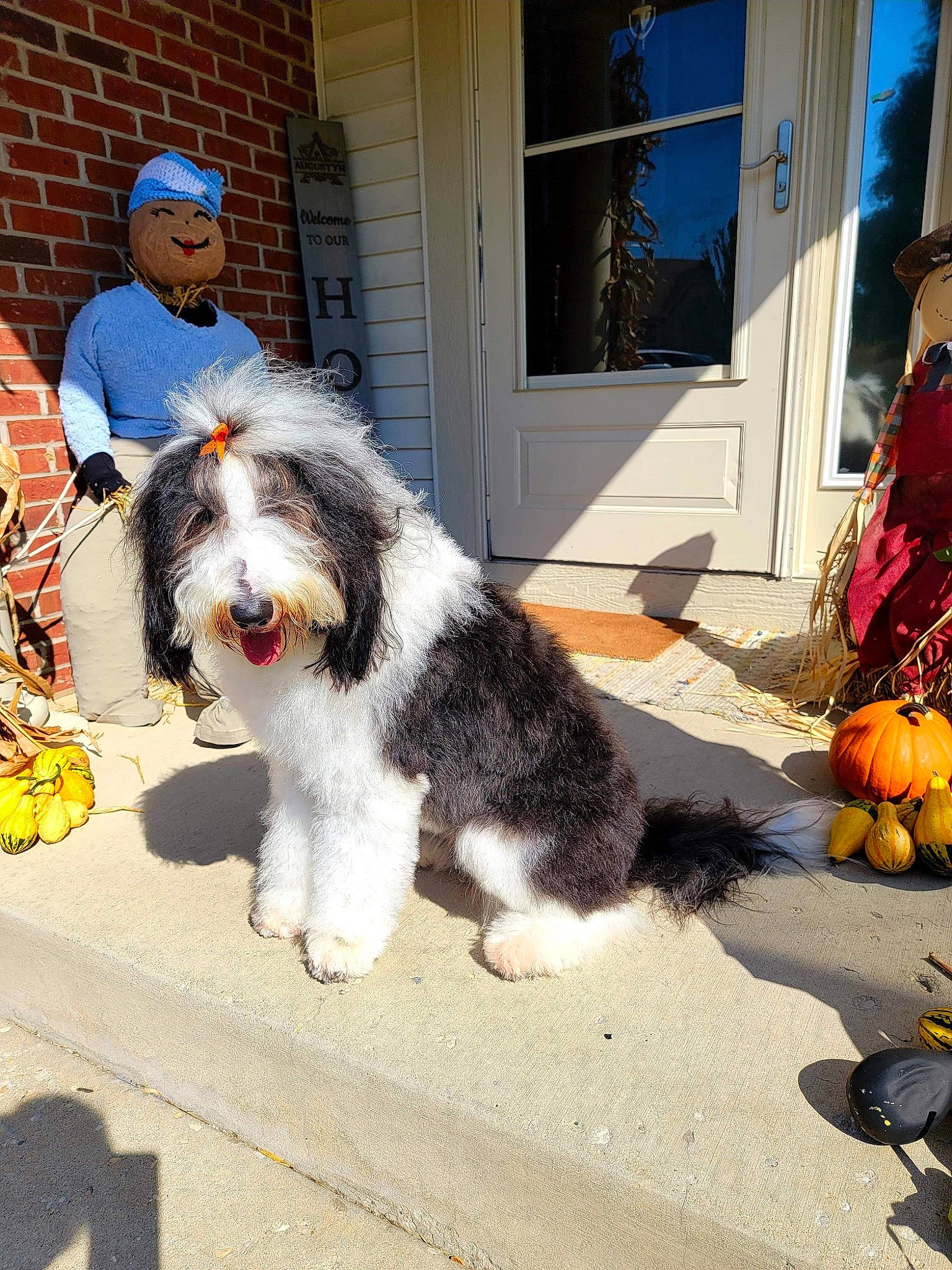 Kiwi is registered to the contest to win money with this photo: brick, brickwork, calabaza, carnivore, companion_dog, cucurbita, dog, dog_breed, door, fruit, fur, gourd, herding_dog, natural_foods, pumpkin, sidewalk, tail, toy_dog, window, working_dog