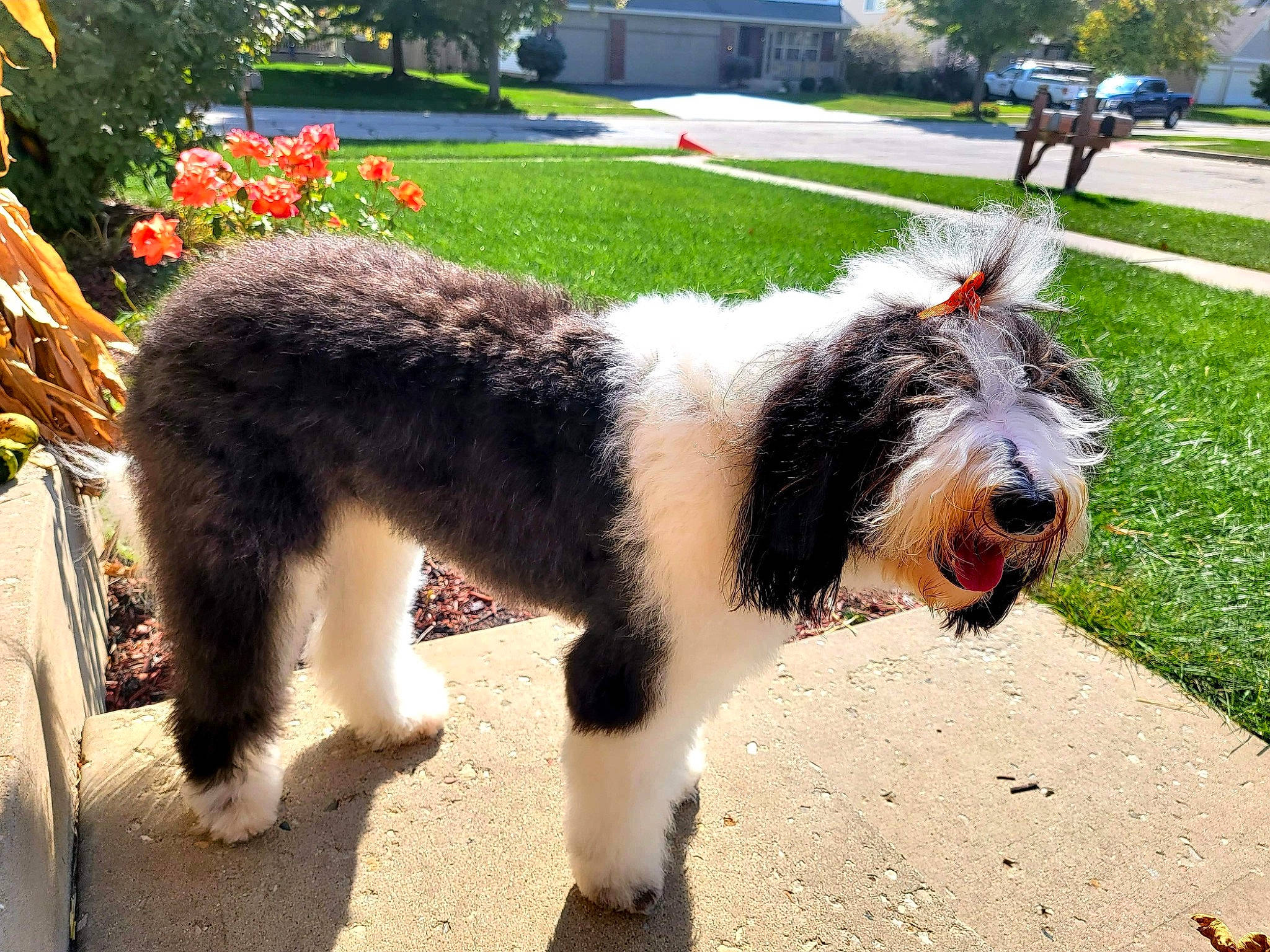 Kiwi joined the competition — help win amazing prizes! building, carnivore, companion_dog, dog, dog_breed, fur, grass, herding_dog, plant, road_surface, romanian_mioritic_shepherd_dog, sidewalk, sporting_group, tail, terrestrial_animal, terrier, tree, window, working_animal, working_dog