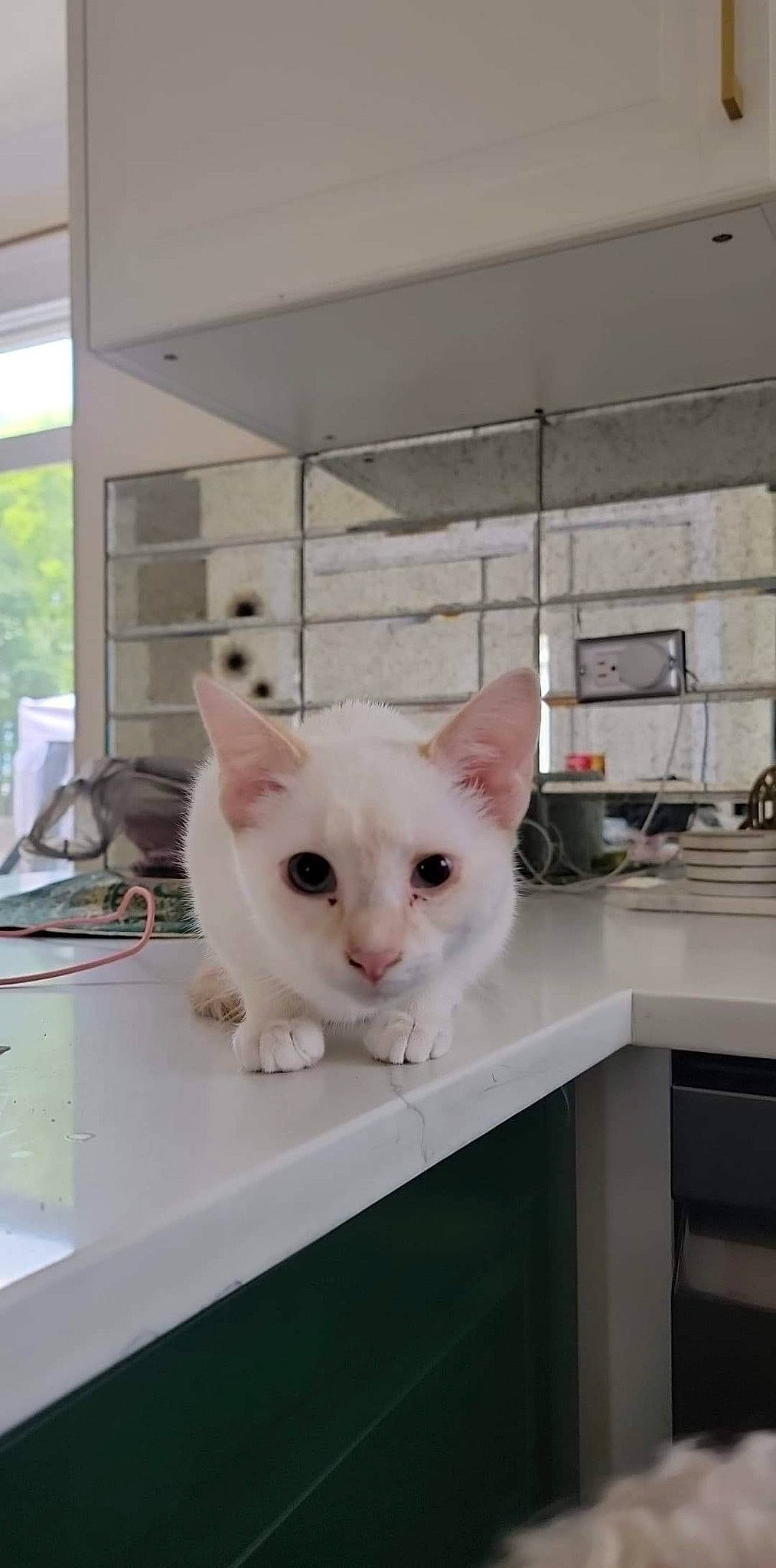 Kloe joined the competition — help win amazing prizes! carnivore, cat, domestic_short_haired_cat, fawn, felidae, fixture, small_to_medium_sized_cats, snout, table, tail, whiskers