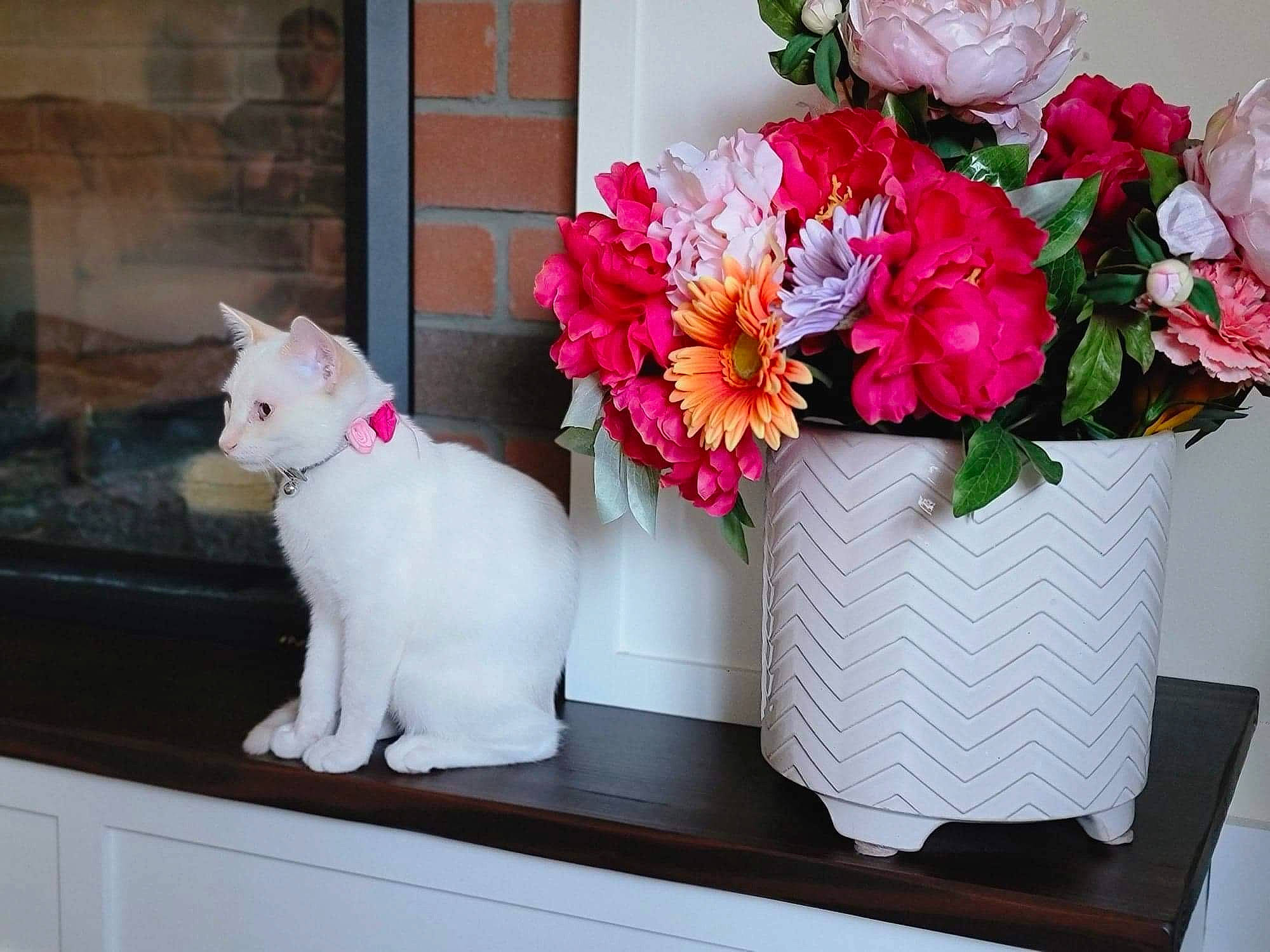 Kloe joined the competition — help win amazing prizes! artificial_flower, bouquet, carnivore, cat, cut_flowers, felidae, flower, flower_arranging, flowering_plant, flowerpot, houseplant, hybrid_tea_rose, petal, pink, plant, rectangle, rose, small_to_medium_sized_cats, whiskers, white