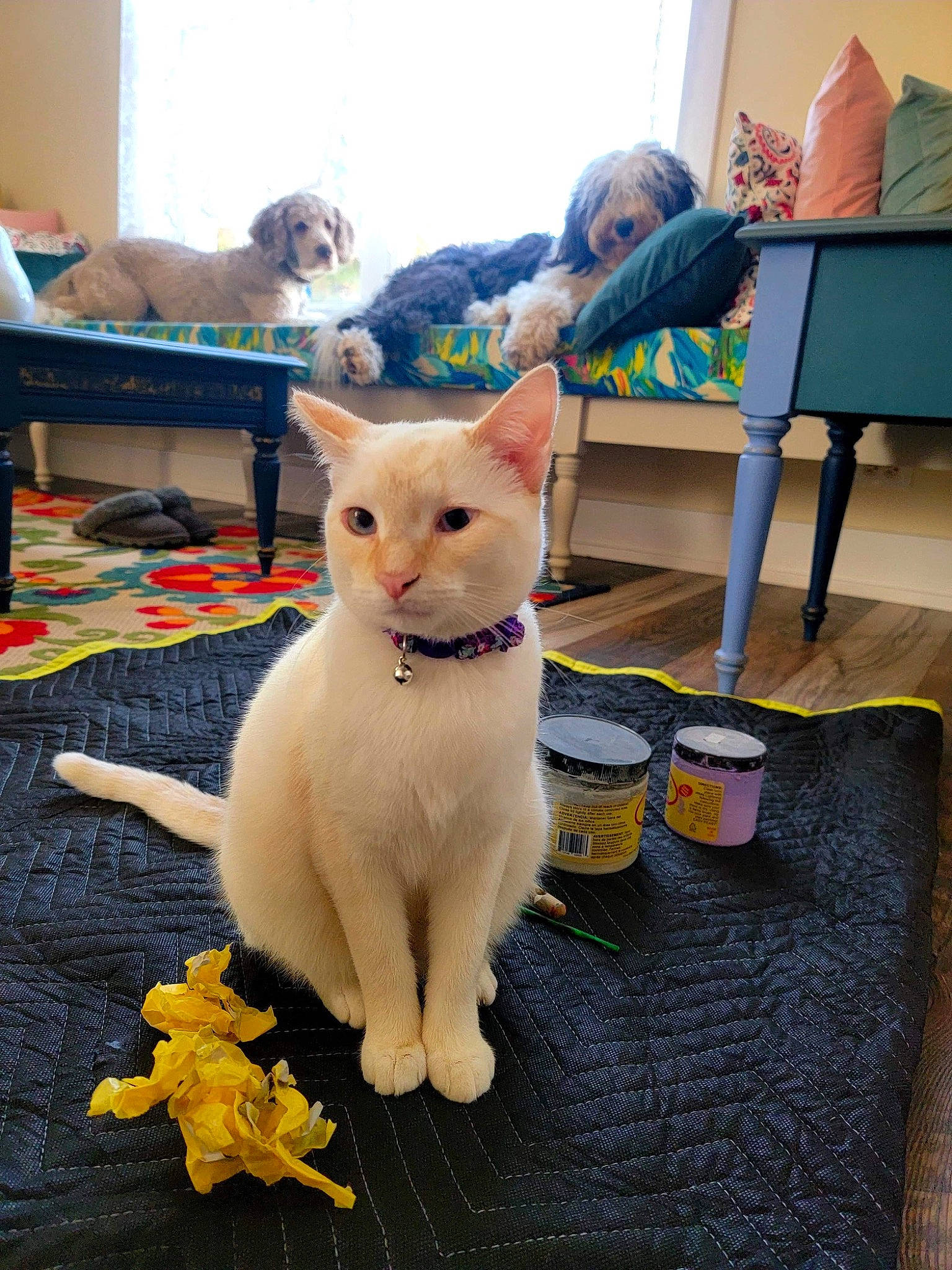 Kloe is registered to the contest to win money with this photo: blue, carnivore, cat, chair, companion_dog, devon_rex, domestic_short_haired_cat, fawn, felidae, flooring, fur, furniture, hardwood, paw, rex_cat, room, small_to_medium_sized_cats, tail, whiskers, wood