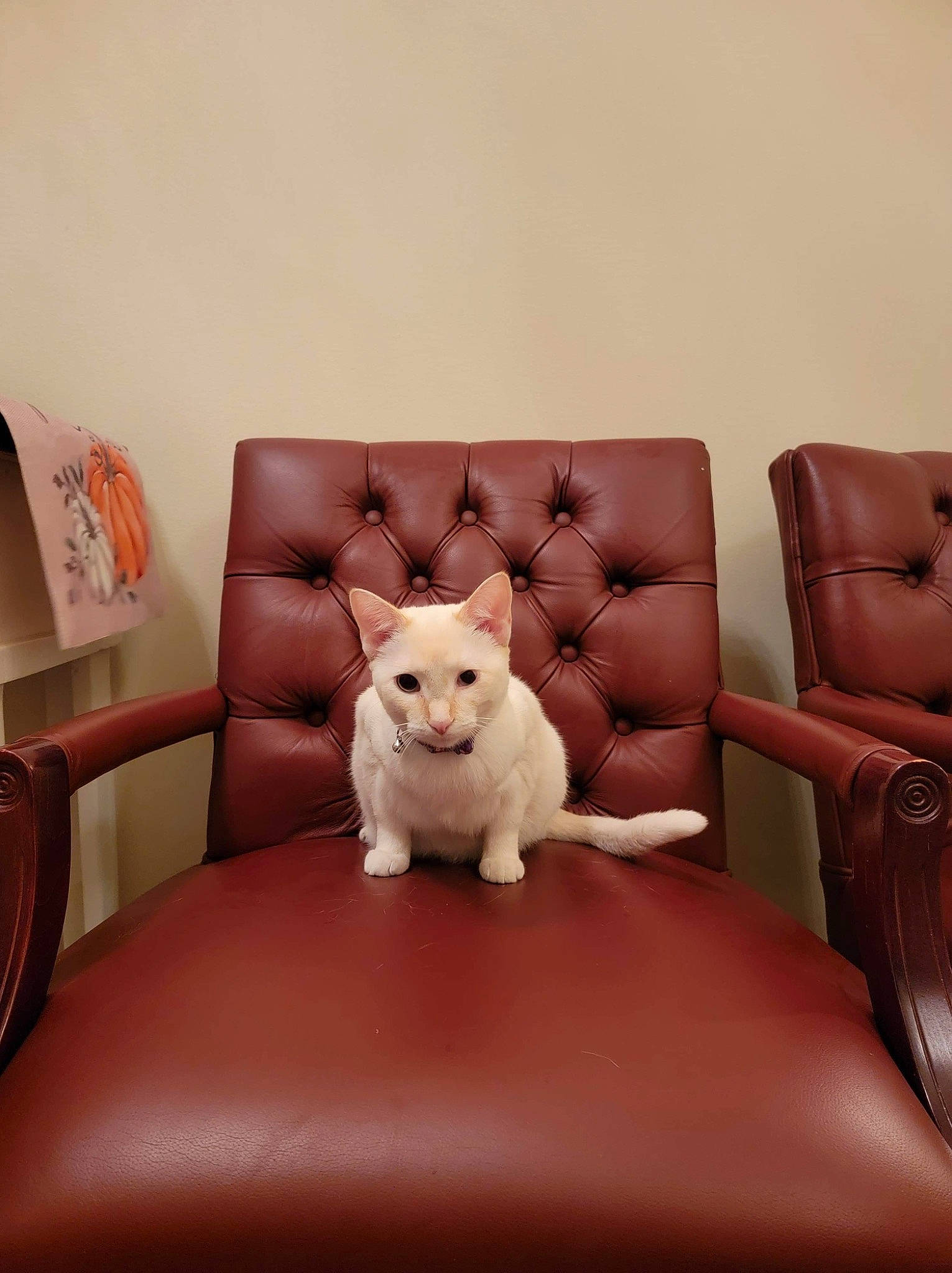 Kloe joined the competition — help win amazing prizes! carnivore, chair, comfort, companion_dog, couch, dog, dog_breed, fawn, felidae, flooring, furniture, hardwood, interior_design, living_room, pillow, sitting, table, toy, toy_dog, wood