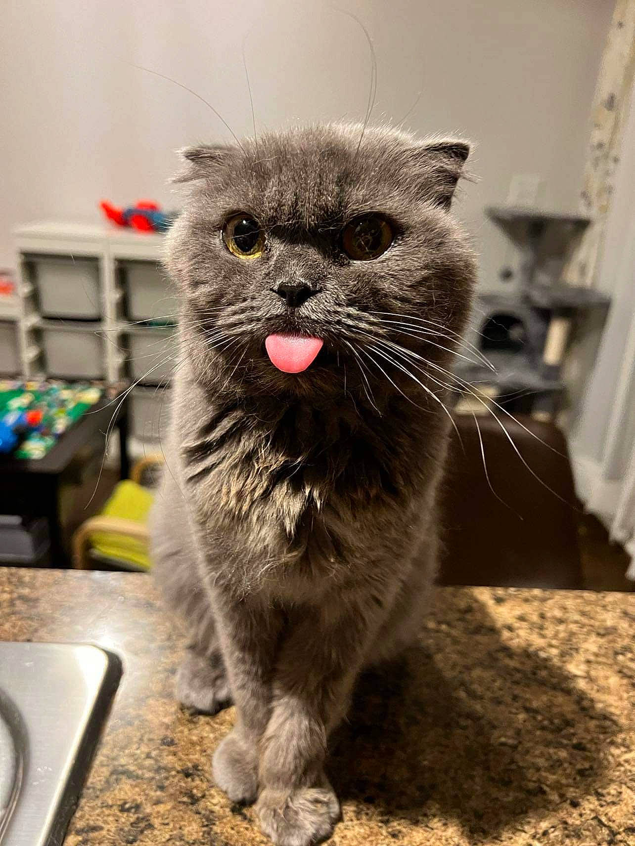 Rosie is registered to the contest to win money with this photo: carnivore, cat, claw, comfort, domestic_short_haired_cat, fawn, felidae, flooring, fur, grey, kitchen_utensil, leg, paw, sitting, small_to_medium_sized_cats, snout, table, tail, terrestrial_animal, whiskers