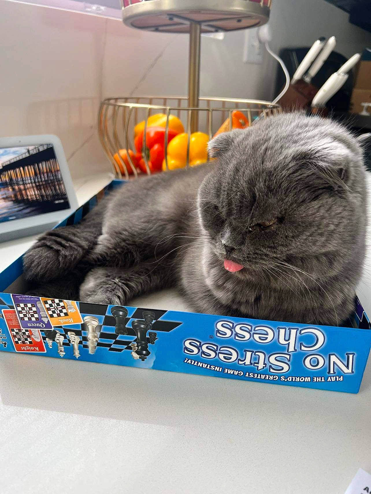 Rosie joined the competition — help win amazing prizes! carnivore, cat, cat_supply, comfort, domestic_short_haired_cat, felidae, font, fur, grey, lamp, paw, photo_caption, publication, puzzle, rectangle, room, small_to_medium_sized_cats, tail, textile, whiskers