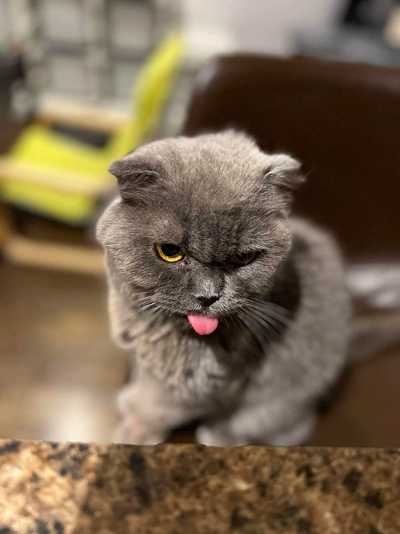 Rosie is registered to the contest to win money with this photo: carnivore, cat, felidae, fur, grey, photo_caption, small_to_medium_sized_cats, snout, terrestrial_animal, whiskers