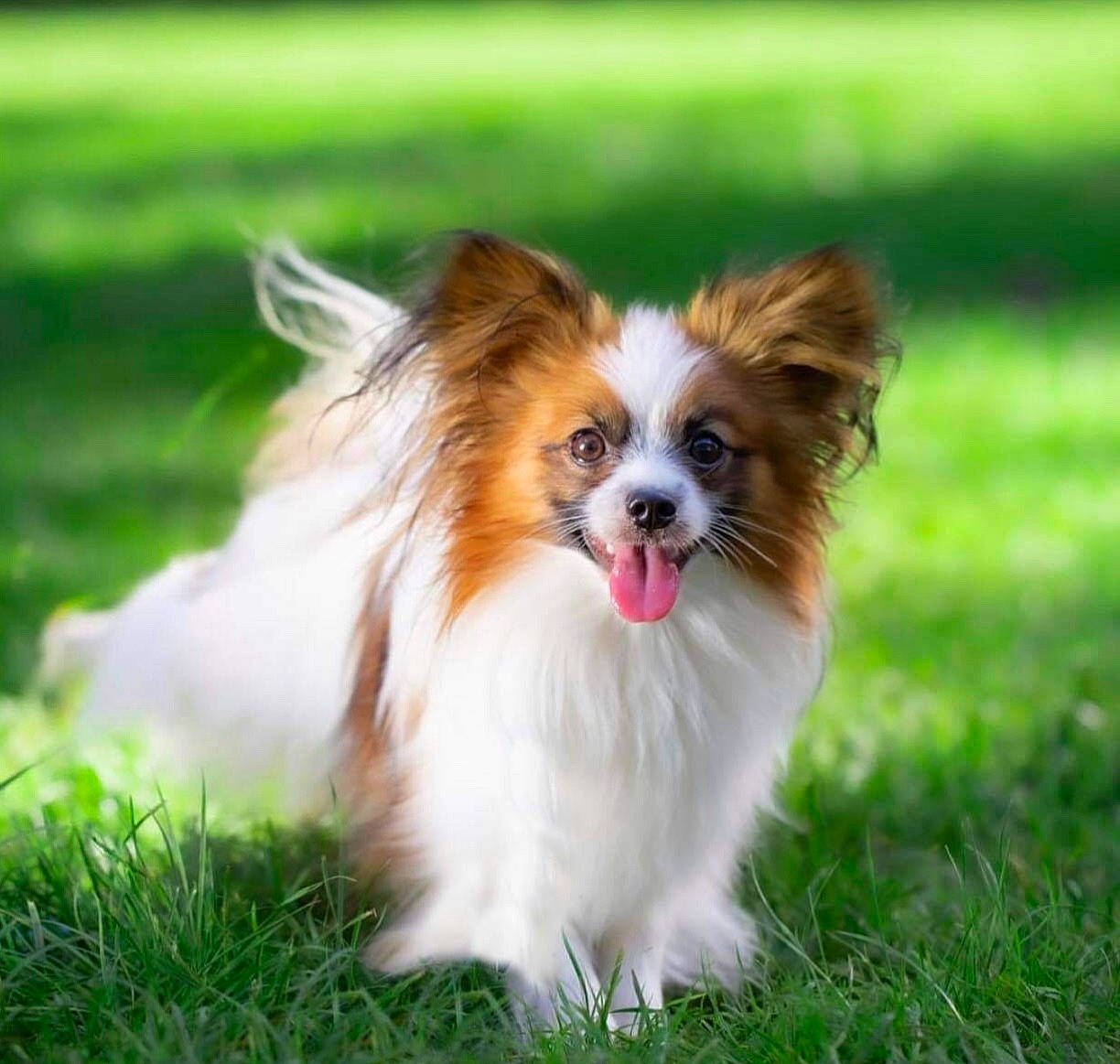 Poly Blue participe au concours pour gagner de l'argent avec cette photo : canidae, carnivore, companion_dog, dog, dog_breed, fawn, fur, grass, liver, macro_photography, snout, sporting_group, terrestrial_animal, toy_dog, whiskers