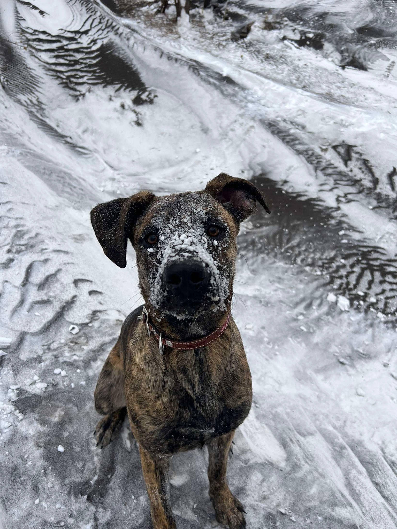 Chevelle joined the competition — help win amazing prizes! canidae, carnivore, collar, companion_dog, dog, dog_breed, dog_collar, fawn, guard_dog, hunting_dog, monochrome_photography, non_sporting_group, pet_supply, snow, sporting_group, terrestrial_animal, whiskers, winter, working_animal, working_dog