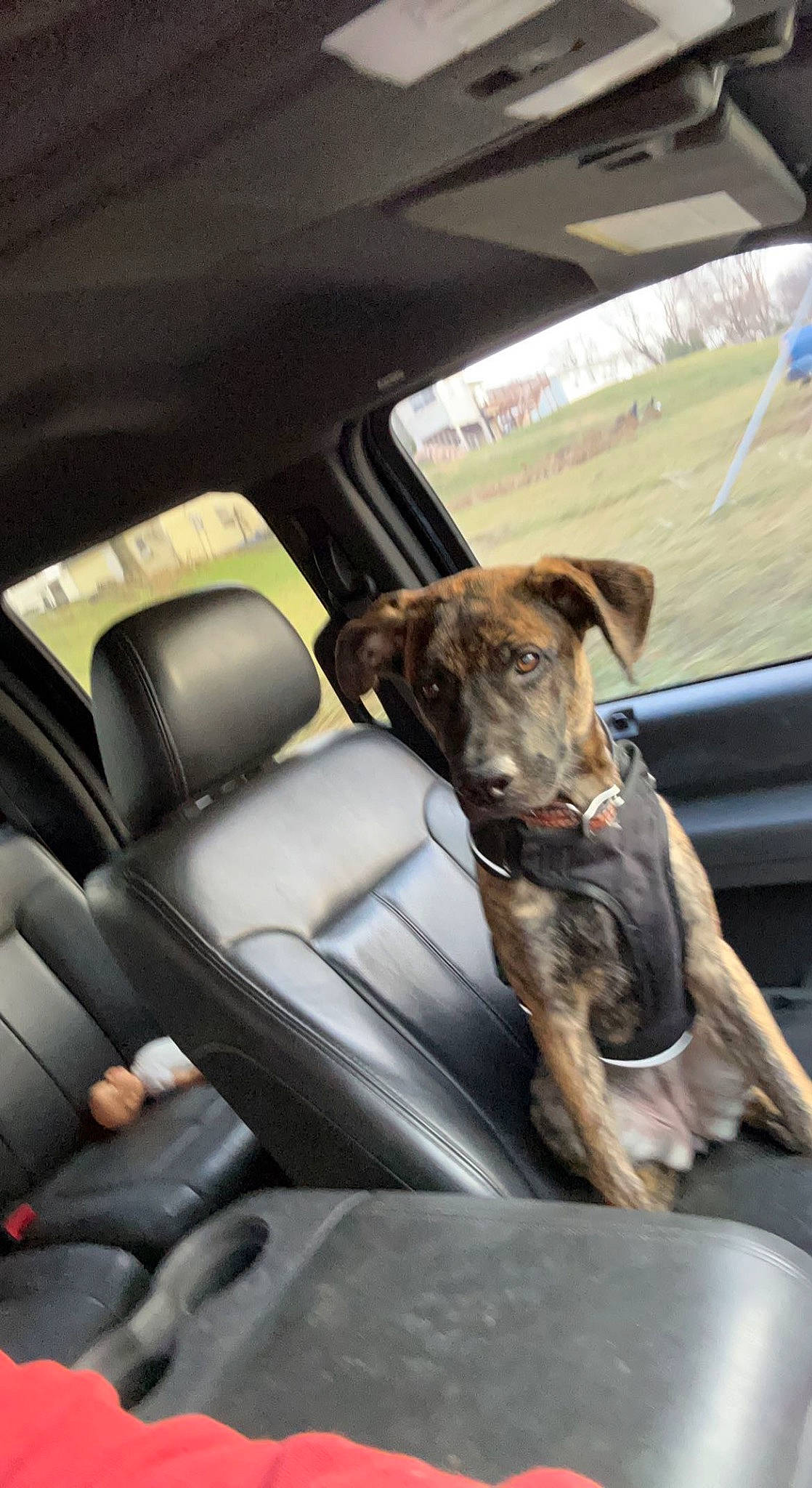 Chevelle joined the competition — help win amazing prizes! auto_part, automotive_exterior, automotive_mirror, car, car_seat, car_seat_cover, carnivore, collar, companion_dog, dog, dog_breed, family_car, fawn, motor_vehicle, seat_belt, snout, vehicle, vehicle_door, window, windshield