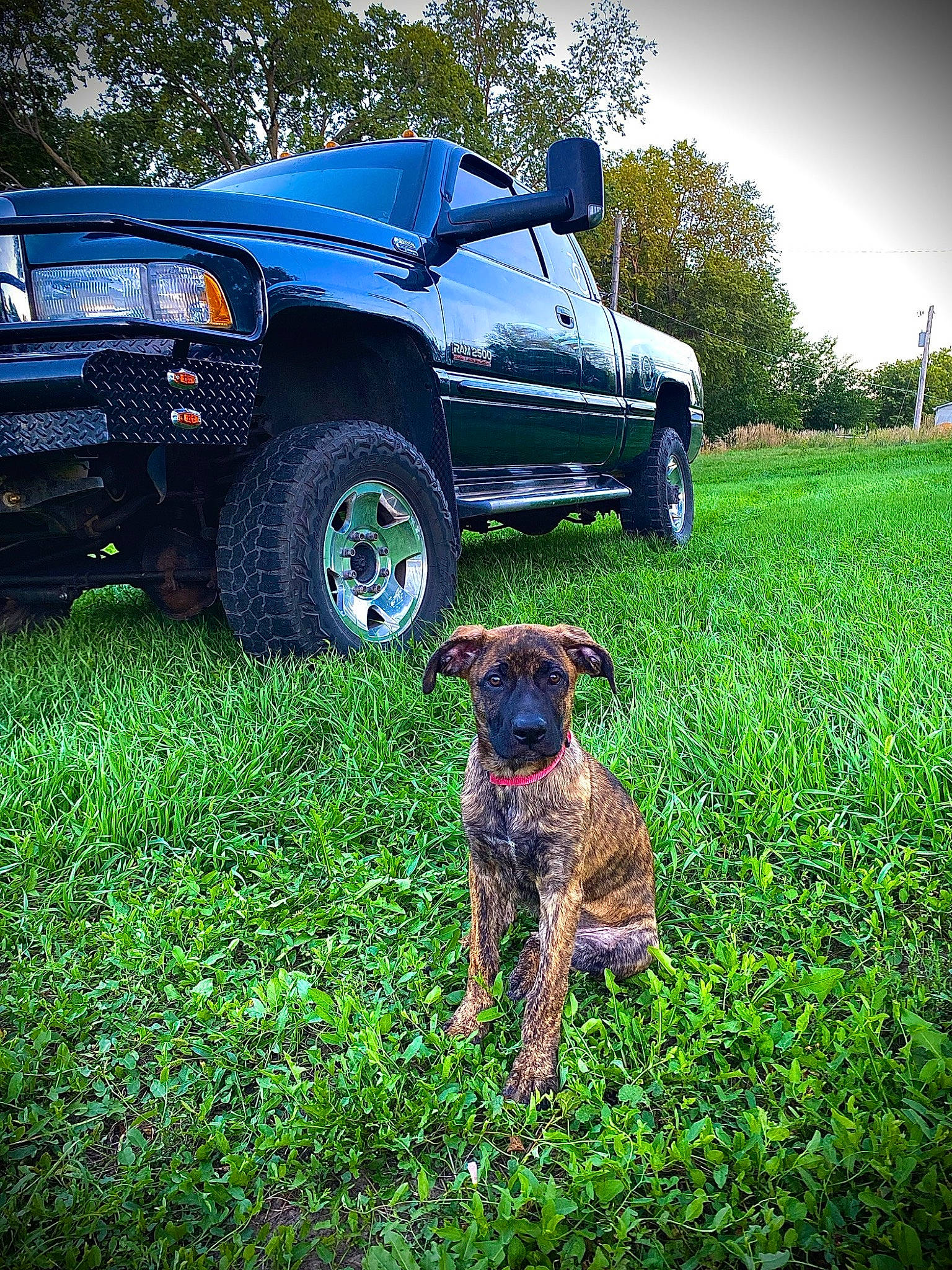 Chevelle joined the competition — help win amazing prizes! automotive_exterior, automotive_tire, bumper, car, carnivore, dog, dog_breed, fender, grass, hood, landscape, plant, sky, tire, tread, tree, vehicle, vehicle_door, wheel, working_animal