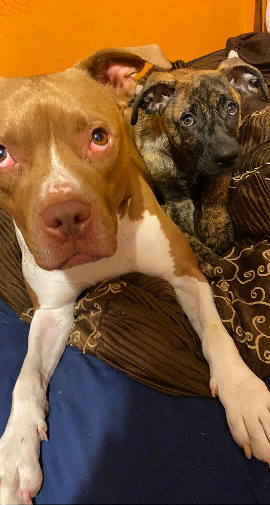 Chevelle is registered to the contest to win money with this photo: ancient_dog_breeds, canidae, carnivore, collar, companion_dog, dog, dog_breed, fawn, fur, liver, non_sporting_group, pet_supply, scar, snout, sporting_group, terrestrial_animal, whiskers, working_animal, working_dog, wrinkle