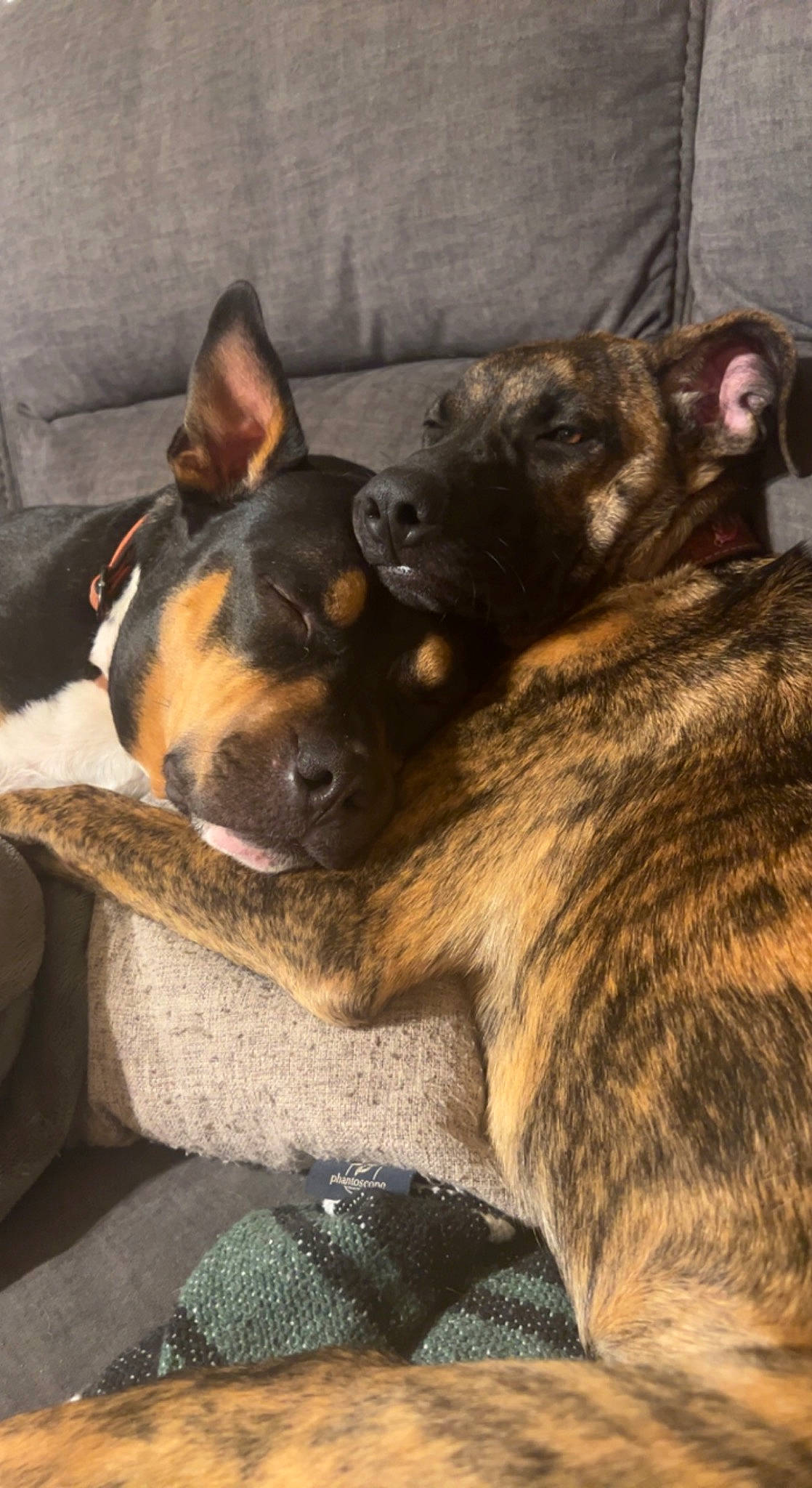 Chevelle is registered to the contest to win money with this photo: canidae, carnivore, comfort, companion_dog, dog, dog_breed, ear, fawn, fur, guard_dog, herding_dog, nap, paw, puppy, sleep, snout, sporting_group, terrestrial_animal, whiskers, working_dog