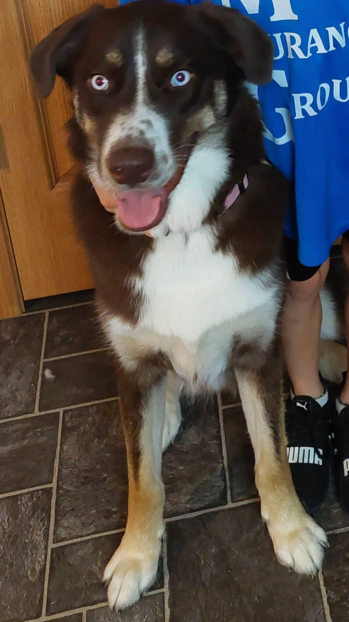 Harley joined the competition — help win amazing prizes! canidae, carnivore, collar, companion_dog, dog, dog_breed, door, fur, herding_dog, pet_supply, shorts, sleeve, snout, sporting_group, sports_equipment, t_shirt, whiskers, working_animal, working_dog