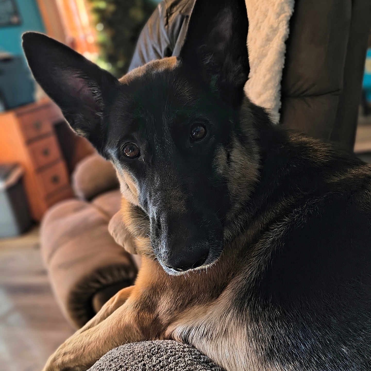 Moxie is registered to the contest to win money with this photo: animal, architecture, armchair, building, canine, chair, couch, cushion, dog, furniture, germanshepherd, homedecor, hound, indoors, livingroom, pet, policedog, puppy, room, snout