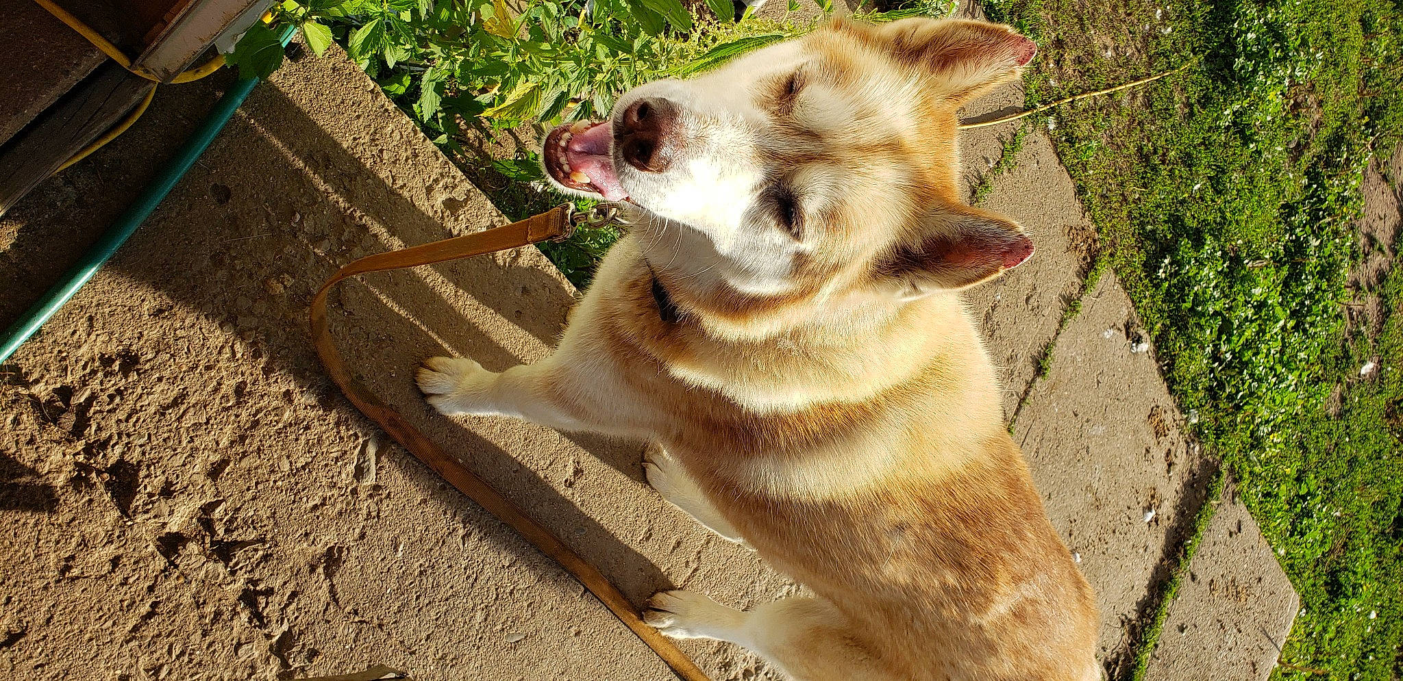 Meeko joined the competition — help win amazing prizes! akita, akita_inu, canidae, carnivore, dog, dog_breed, fawn, mammal, new_guinea_singing_dog, snout, vertebrate