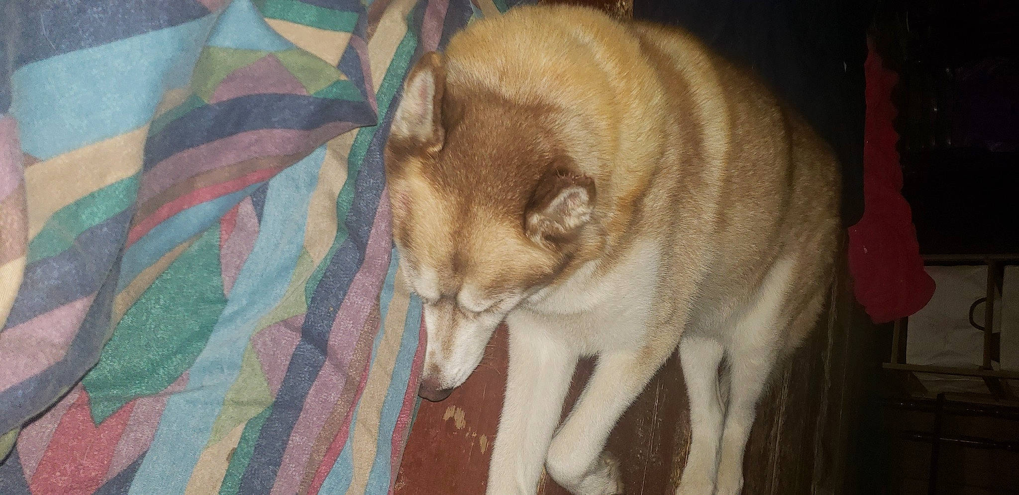 Meeko joined the competition — help win amazing prizes! ancient_dog_breeds, canidae, canis, carnivore, czechoslovakian_wolfdog, dog, dog_breed, east_siberian_laika, laika, mammal, northern_inuit_dog, saarloos_wolfdog, sakhalin_husky, shikoku, siberian_husky, tail, tamaskan_dog, vertebrate, west_siberian_laika, wolfdog