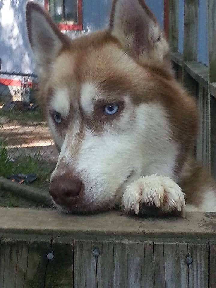 Meeko joined the competition — help win amazing prizes! alaskan_malamute, canadian_eskimo_dog, canidae, carnivore, dog, dog_breed, greenland_dog, mammal, miniature_siberian_husky, native_american_indian_dog, northern_inuit_dog, saarloos_wolfdog, sakhalin_husky, seppala_siberian_sleddog, siberian_husky, sled_dog, snout, tamaskan_dog, vertebrate, wolfdog