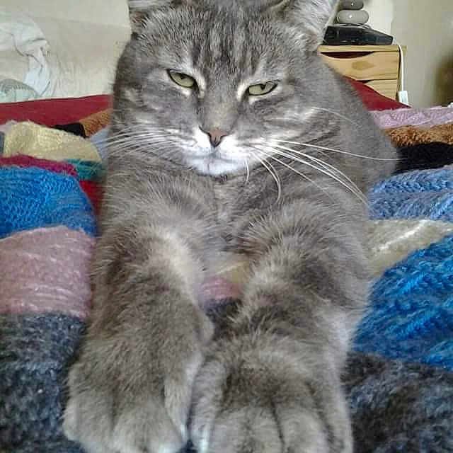 Minou participe au concours pour gagner de l'argent avec cette photo : cat, cat_like_mammal, chartreux, domestic_long_haired_cat, domestic_short_haired_cat, european_shorthair, fur, kitten, mammal, nebelung, norwegian_forest_cat, pixie_bob, siberian, small_to_medium_sized_cats, snout, tabby_cat, whiskers