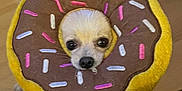 Jochi joined the competition — help win amazing prizes! animal, brown, cabinet, cable, curious, cute, dog, donut_shape, face, indoor, looking_up, pet, pet_accessory, plush_collar, small_dog, sprinkles, toy, white, wooden_floor, yellow