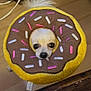 animal, brown, cabinet, cable, curious, cute, dog, donut_shape, face, indoor, looking_up, pet, pet_accessory, plush_collar, small_dog, sprinkles, toy, white, wooden_floor, yellow