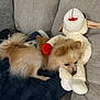 Jochi joined the competition — help win amazing prizes! animal, blanket, companion, couch, cozy, cute, dog, domestic_animal, fluffy_tail, furry, home, indoor, pet, plush_toy, relaxing, resting, small_dog, soft, stuffed_animal, toy