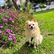 Jochi joined the competition — help win amazing prizes! animal, canine, daylight, dog, flowers, fluffy, garden, grass, greenery, happy, leash, nature, outdoor, park, pet, portrait, sitting, small_dog, smiling, sunlight