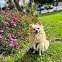 animal, canine, daylight, dog, flowers, fluffy, garden, grass, greenery, happy, leash, nature, outdoor, park, pet, portrait, sitting, small_dog, smiling, sunlight
