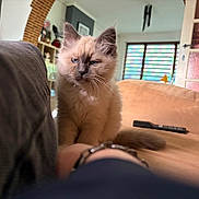 Baïa participe au concours pour gagner de l'argent avec cette photo : animal, arm, blue_eyes, blurred_foreground, cat, couch, cozy, curious, cute, domestic, fluffy, furniture, home, indoor, kitten, living_room, pet, remote_control, watch, window