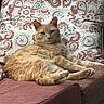 Nacho joined the competition — help win amazing prizes! cat, ginger_cat, orange_cat, feline, pet, animal, lounging, sitting, relaxed, sofa, couch, paws, whiskers, ears, eyes, portrait, indoors, furniture, patterned_fabric, paisley