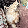 Nacho is registered to the contest to win money with this photo: cat, ginger_cat, cream_fur, green_eyes, belly_up, relaxed, lounging, outdoor, patio, chair, cushion, wicker, brick_wall, stucco, patterned_fabric, pink_paw_pads, tail, whiskers, portrait, sleepy