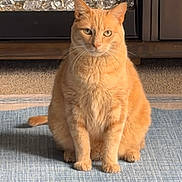 Nacho is registered to the contest to win money with this photo: cat, orange_cat, pet, animal, sitting, portrait, reflection, mirror, rug, indoors, home, furniture, carpet, ginger, feline, whiskers, ears, front_view, sunlight, funny