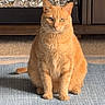 cat, orange_cat, pet, animal, sitting, portrait, reflection, mirror, rug, indoors, home, furniture, carpet, ginger, feline, whiskers, ears, front_view, sunlight, funny