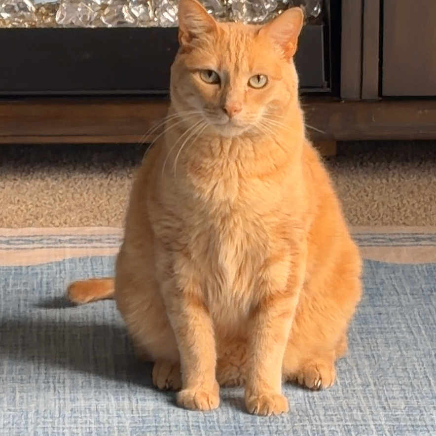 Nacho
