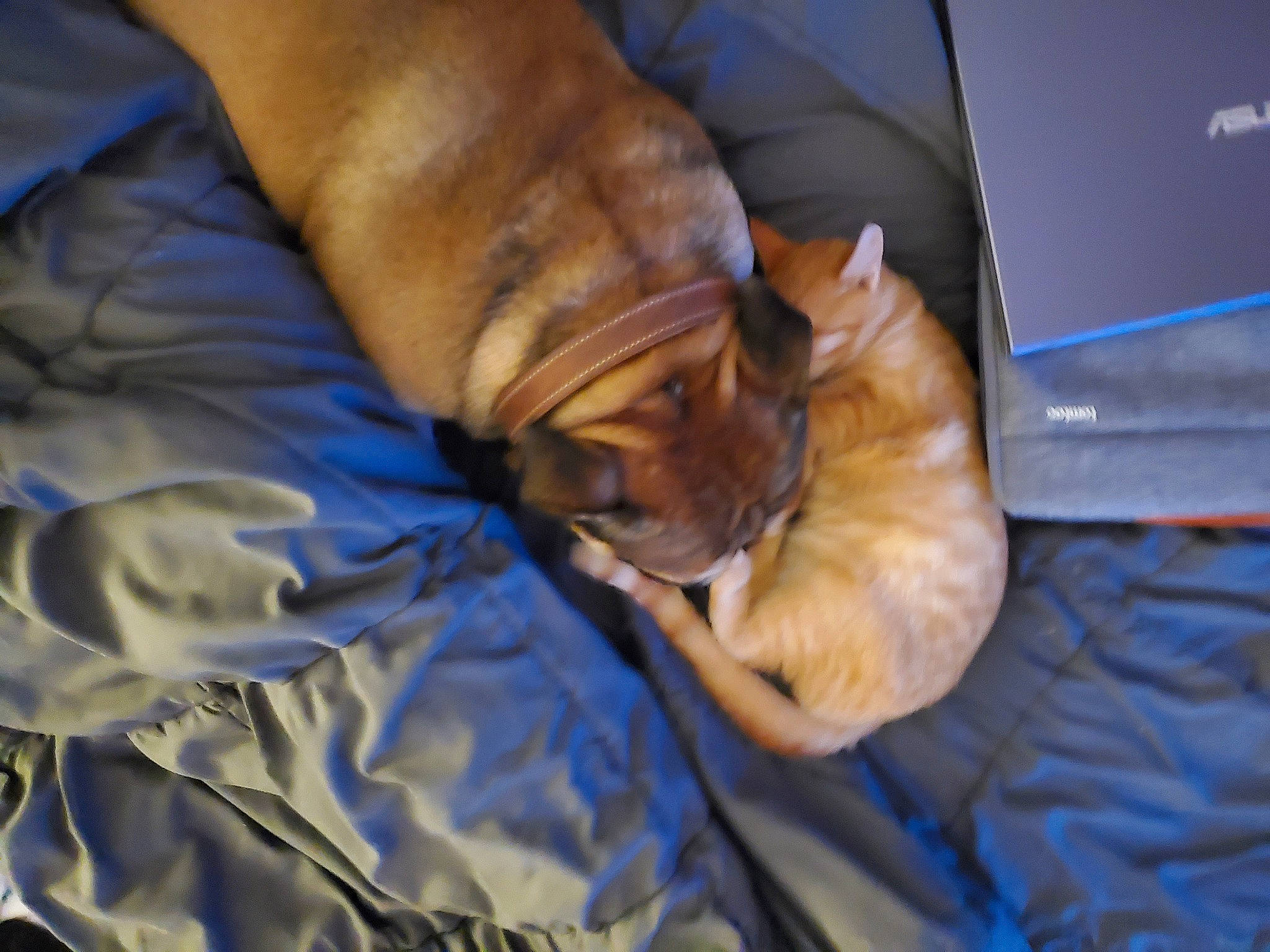 Bubba joined the competition — help win amazing prizes! canidae, carnivore, comfort, companion_dog, computer_keyboard, dog, dog_breed, duvet, electric_blue, fawn, felidae, fur, human_leg, laptop, linens, small_to_medium_sized_cats, sporting_group, whiskers, wood, wrinkle